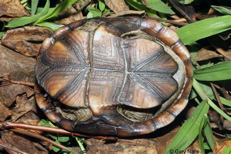 Southeastern Mud Turtle Kinosternon Subrubrum Subrubrum