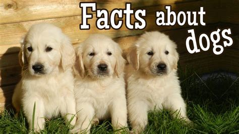 Dog Facts For Kids Youtube Dog Facts Golden Retriever Puppies