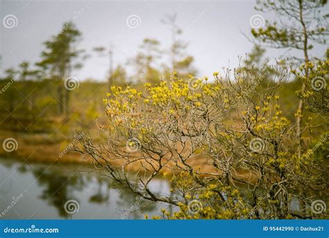 A Beautiful Landscape Of A Marsh With A Water Ponds Stock Photo Image