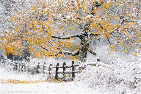 Autumn Tree Covered With Snow First Snow Wallpapers And