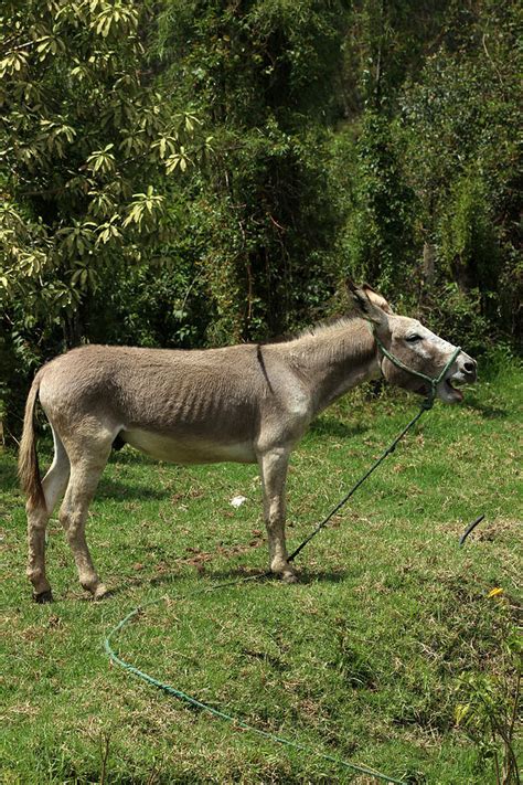 Jerusalem Donkey In A Pasture Photograph By Robert Hamm Pixels