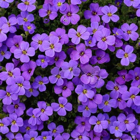 220pcs Cascade Purple Aubrieta Flower Seeds Perennial Ground Cover