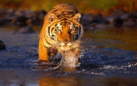 Papel De Parede Animais Tigre Animais Selvagens Gatos Grandes