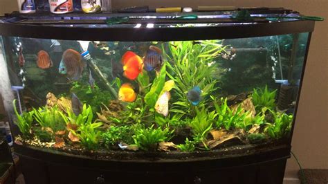 Planted Discus Tank Youtube