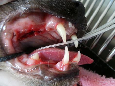 Dental Disease In Pets The Silent Killer â€ Part 3 Rayya The Vet