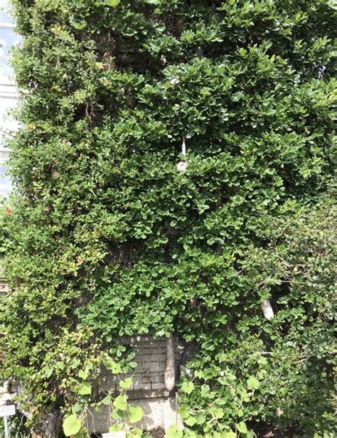 Weitere ideen zu kletterpflanzen, pflanzen, garten. Kletterpflanzen Fuer Den Garten