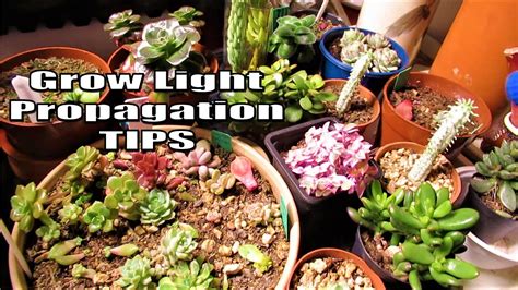 Grow Light Pros And Cons Of Indoor Succulent Propagation Watering And