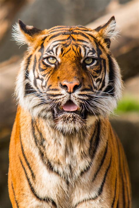 Captvinvanity Sumatran Tiger Photographer Cv Tumblr Pics