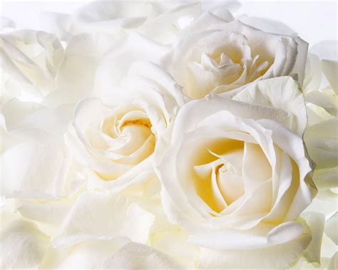 Wallpapers Hd White Roses