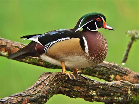 Wood Duck The Male Of This Species Is So Handsome Birding Lifer