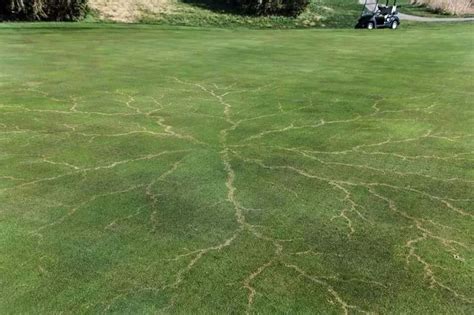 Grass After Bring Hit By Lightning Lightning Strikes Lightning Nature