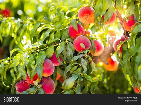 Fresh Ripe Peach On Image And Photo Free Trial Bigstock