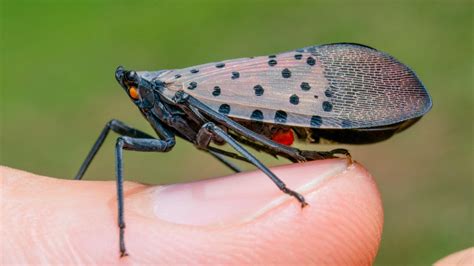 Will Spotted Lanternflies Damage My Trees Manor Tree Service