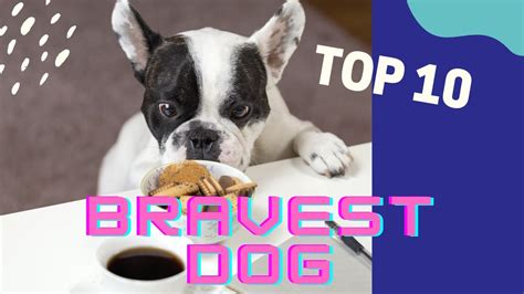 Bravest Dogs Top 10 Bravest Dog Breeds In The World Youtube