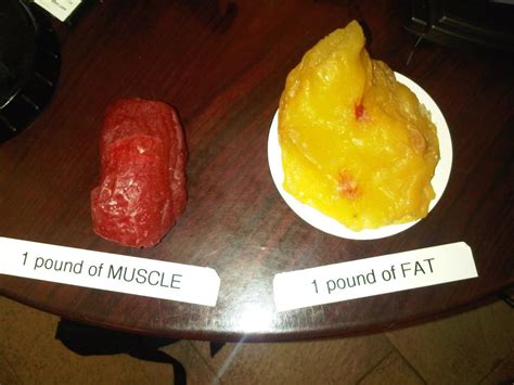 What Are Some Differences Between Fat And Muscle Tissue Health