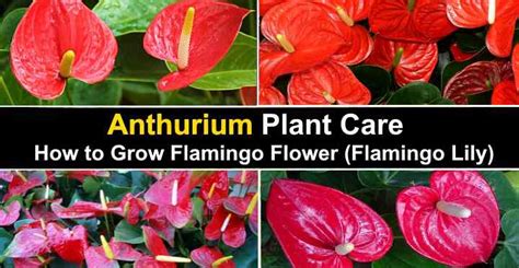 Veterinary Practice Anthurium Poisonous To Cats
