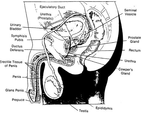 Male Reproductive Anatomy Diagram Labeled Urinary And Reproductive