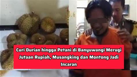 Suka Nyolong Durian Tetangganya Warga Banyuwangi Di Tangkap Youtube