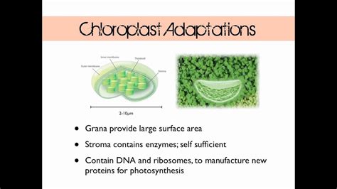 Inside the plant cell, each organelle performs a specialized function according to its structure. Plant Cell Structure - YouTube