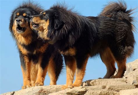 Tibet Mastifi Köpek Türleri Evcilpet