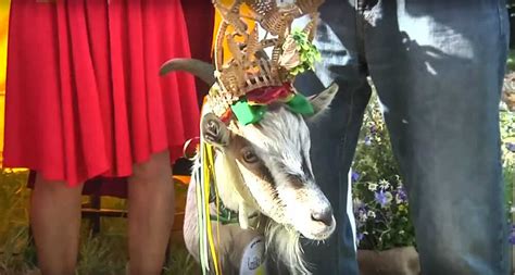 8 Global Goat Moments From 2016 The Internet Went Maaaad About The