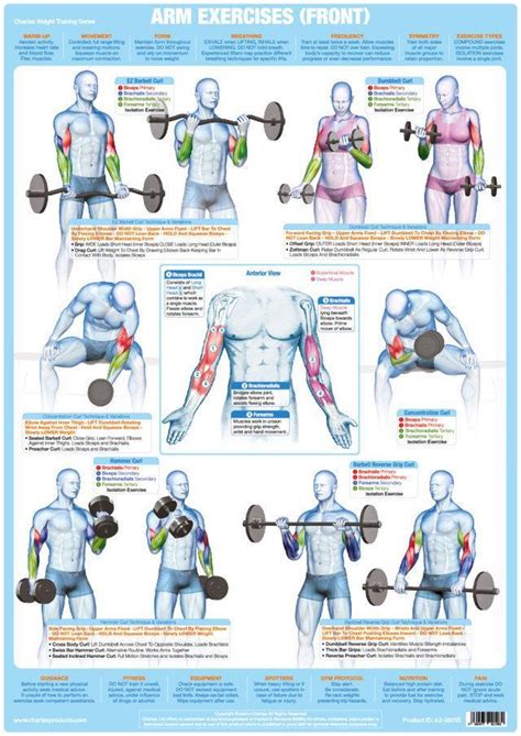 Weight Training Bodybuilding Exercise Poster Biceps And Arm Muscles