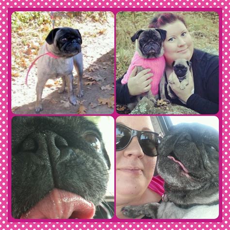 For more information piease contact us. top left picture is when pets without partners had her ...