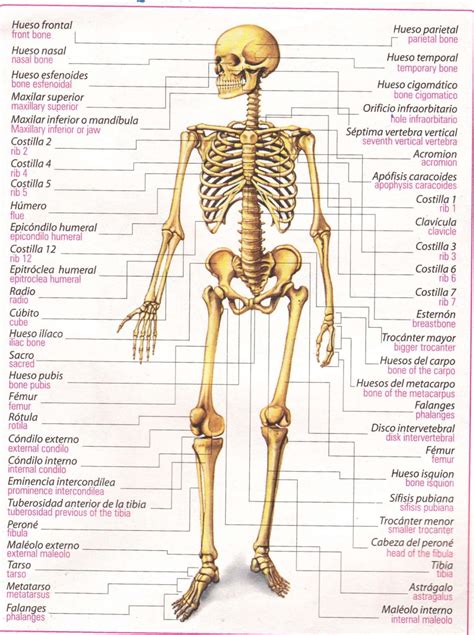 Sistema Oseo El Cuerpo Humano