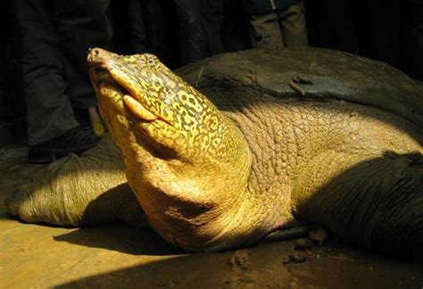 With a real biologist on site, cbreptile.com's. Population of world's rarest giant turtle rises to 4 with ...