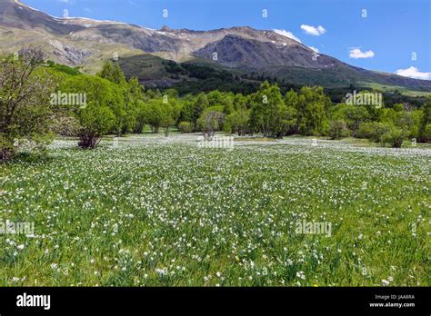 Meadow Carpet Hi Res Stock Photography And Images Alamy