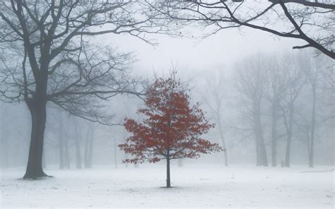 Snow Fog ~ Lll Hd Wallpaper Background Image 1920x1200 Id591709