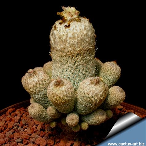 They're so small that it's easier to look for their webs rather. Epithelantha dickisoniae