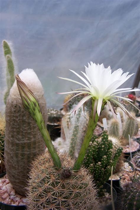 Oregon Cactus Blog Echinopsis Species