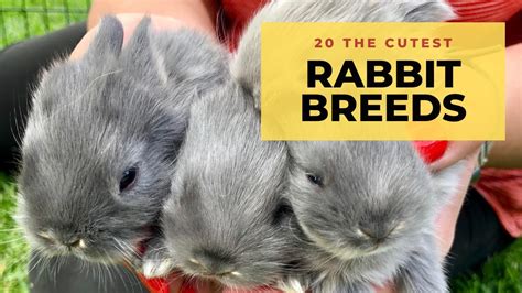 20 The Cutest And The Best Pet Rabbit Breeds In The World Youtube