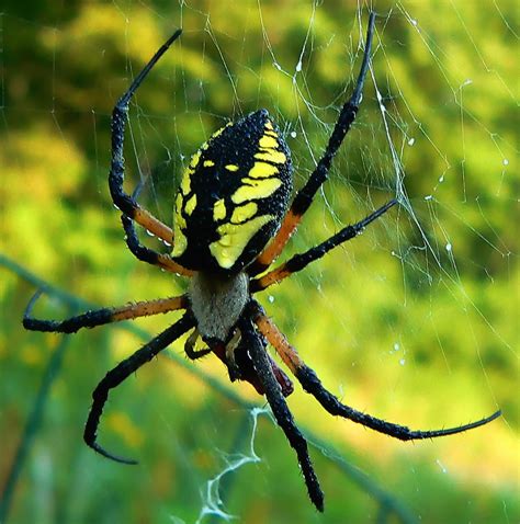 Common Garden Spider Argiope Aurantia Dear Friends I Wa Flickr