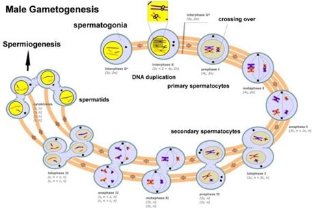 Pengertian Spermatogenesis Fungsi Faktor Dan Proses Proses