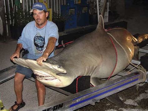 10 Biggest Sharks Ever Caught Top Biggest