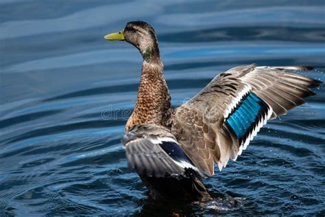 Mallard Duck Resting On The Cool Water With Wings Outstretched Stock