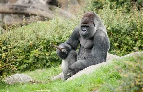 Gorilla Full Hd Wallpaper And Background Image 2048x1320 Id416389