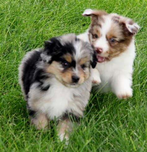 3 females and 3 males. Red Merle Toy Australian Shepherd puppies for sale in UT ...