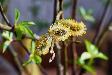 Spring Willow Branch Close Up Of Willow Catkins Shallow Depth Of