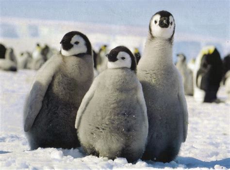 Emperor Penguin Chicks~ So Cute Animal Babies Baby Animals Emperor