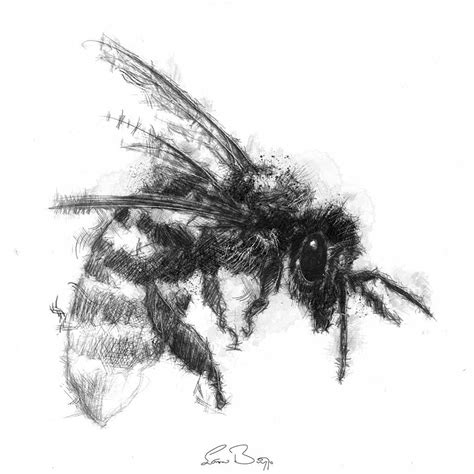 Original Honey Bee Sketch Seanbriggs Bee Sketch Bumble Bee Art