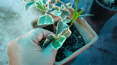 Ficus Plant Care How To Grow And Care Ficus Ep1 Youtube