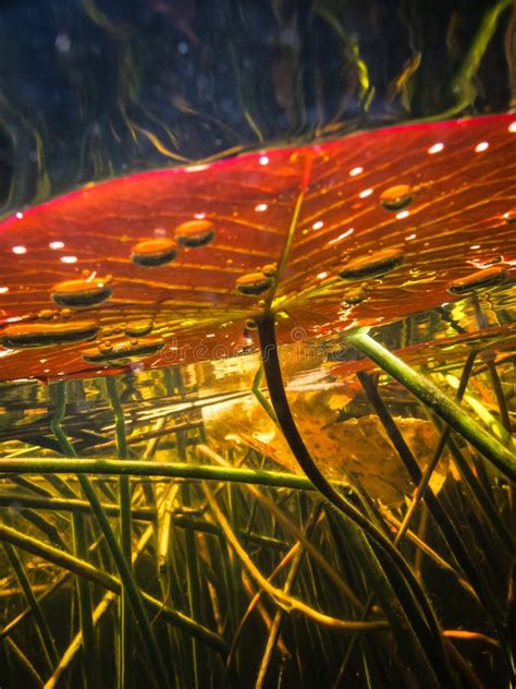 Underwater View Of Lily Pad Leaf Ln Flooded Marsh Stock Photo Image