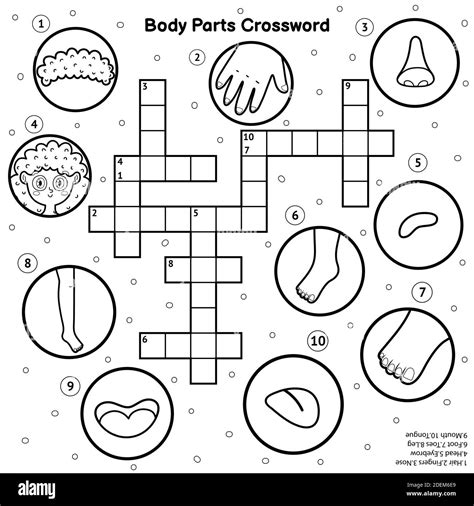 Body Parts Crossword Esl Worksheet By Patilusa Vrogue Co