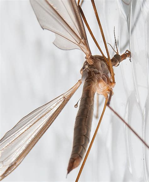 Mosquito de patas largas Macrofotografía Comunidad Nikonistas