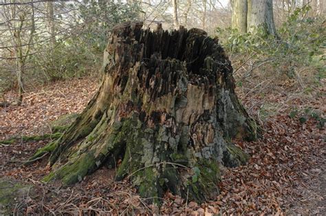Download tree stump images and photos. File:Tree stump, Brake's Hill - geograph.org.uk - 681524 ...