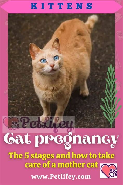 Cat Pregnancy The 5 Stages And How To Take Care Of A Mother Cat Pet