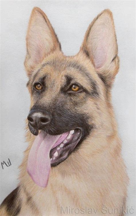 German Shepherd Colored Pencil Drawing By Miroslav Sunjkic Dog Dogs